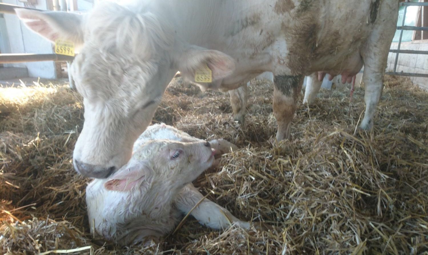 Vertauschtes_Kalb_Geburt_Charolais.JPG