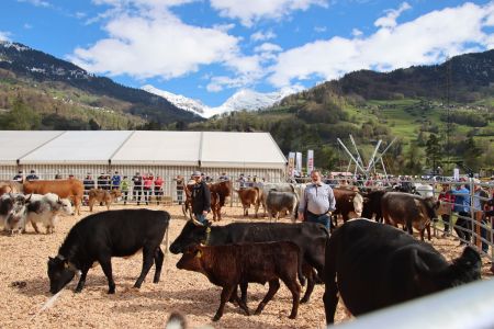 20240427-beef.ch-agrischa-Quelle-Mutterkuh-Schweiz (23).JPG