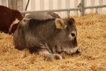 20240428-beef.ch-agrischa-Quelle-Ines-Freund (236).JPG