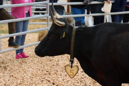 20240428-beef.ch-agrischa-Quelle-Ines-Freund (54).JPG