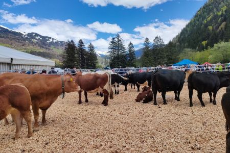 272404-beef.ch-agrischa-Quelle-Pierina-Zemp (22).jpg