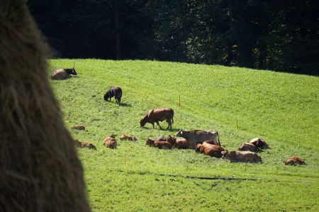 beef14_022.jpg