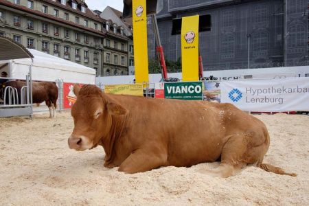beef.ch_bern_impressionen_111.jpg