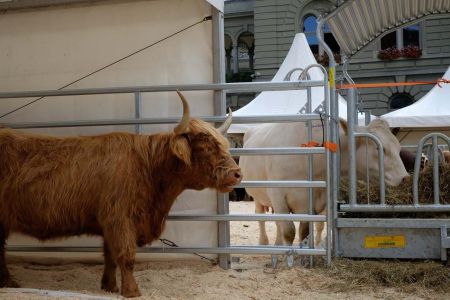 beef.ch_bern_impressionen_46.jpg