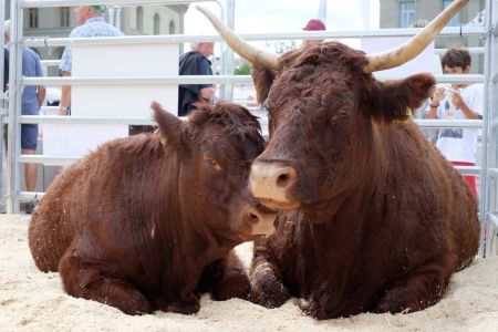 beef.ch_bern_impressionen_47.jpg