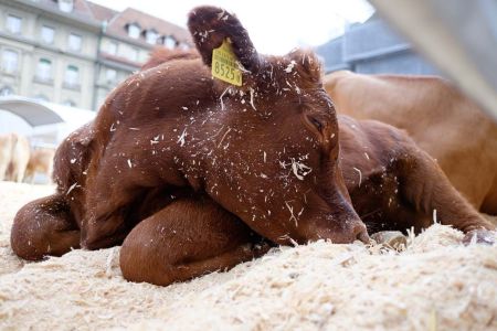 beef.ch_bern_impressionen_99.jpg