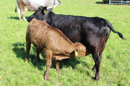 beef.ch_Buochs_24.JPG