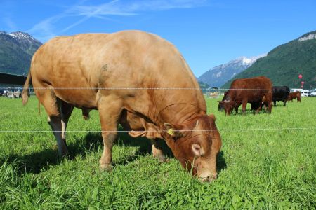 beef.ch_Buochs_5.JPG