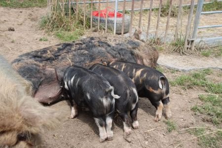 Mitarbeiterausflug_2022_Küssnacht_an_DER_Rigi (76).JPG